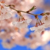 桜、来る!!! -3-
