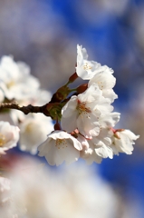 桜、来る!!! -1-