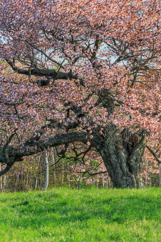 亀ヶ森の一本桜 11 By Og328 Id 写真共有サイト Photohito