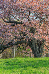 亀ヶ森の一本桜 2011