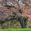 亀ヶ森の一本桜 2011