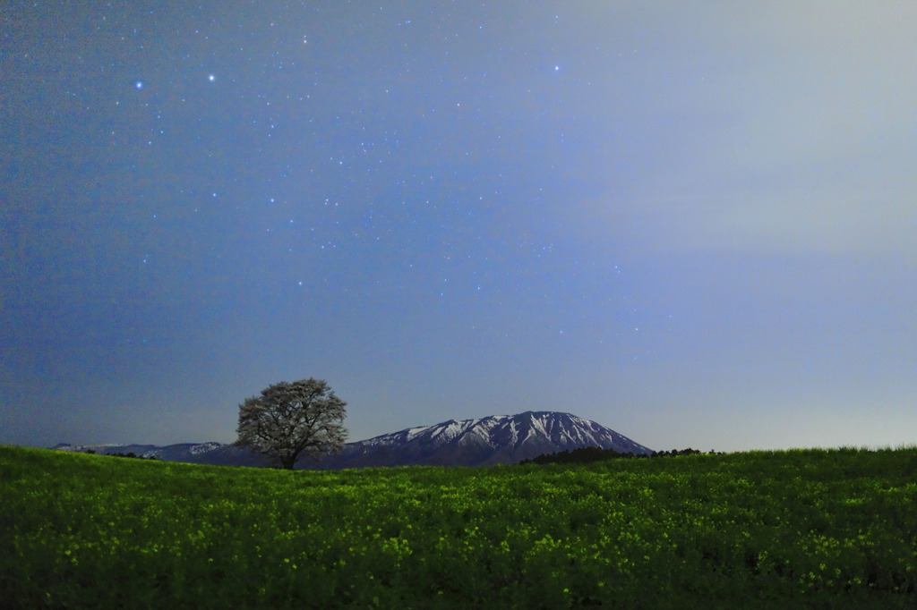 暗闇の中、満開の一本桜