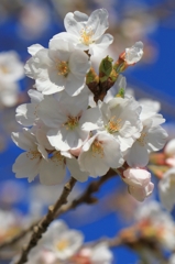 桜、来る!!! -2-