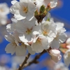 桜、来る!!! -2-