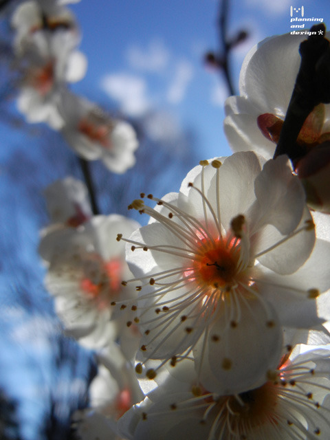 青空に映えて咲くかな梅の花