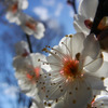 青空に映えて咲くかな梅の花