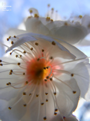 透きとおる如し梅の花