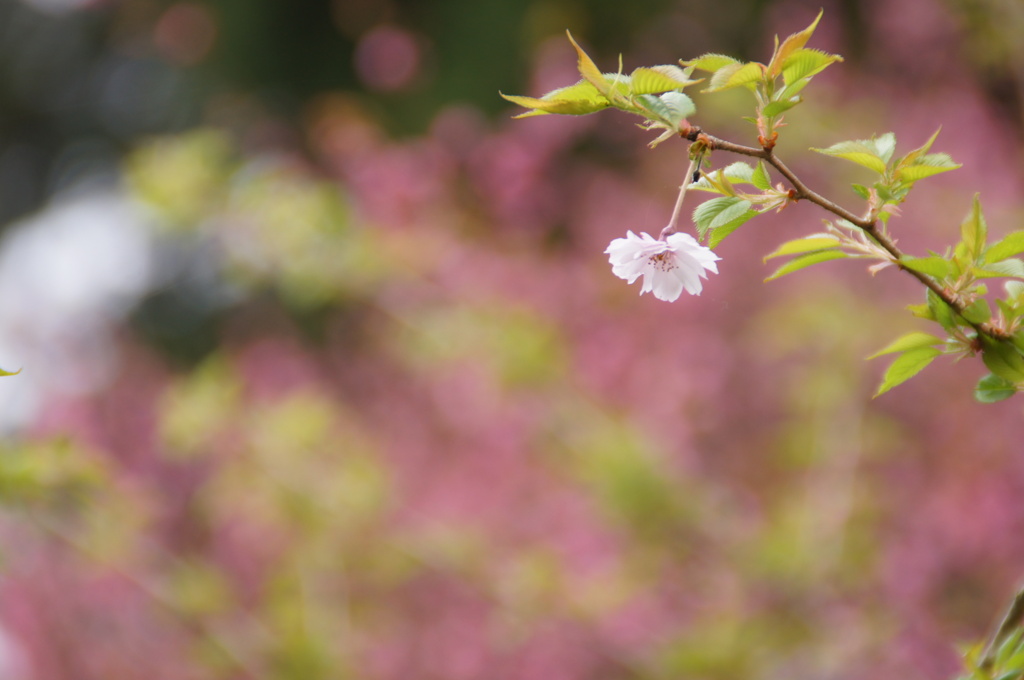 八重桜