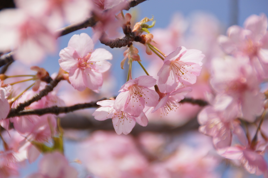 桜