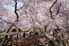 桜雲橋