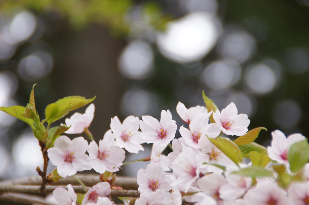 桜