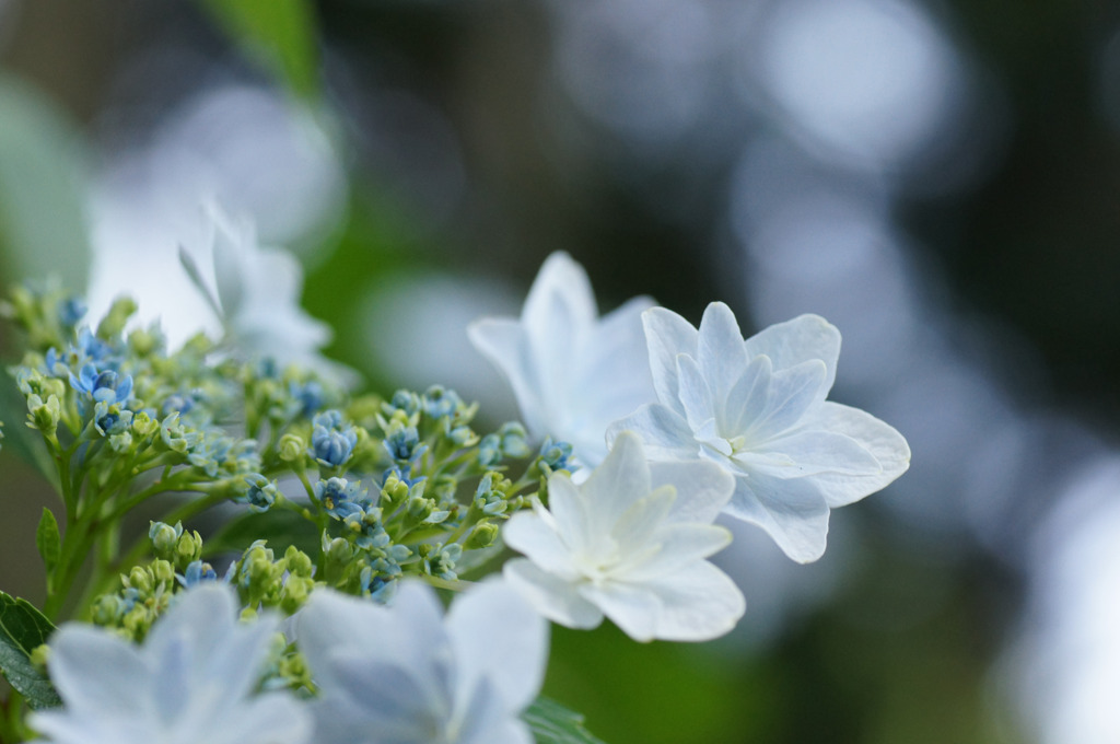 墨田の花火