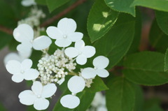 純白紫陽花