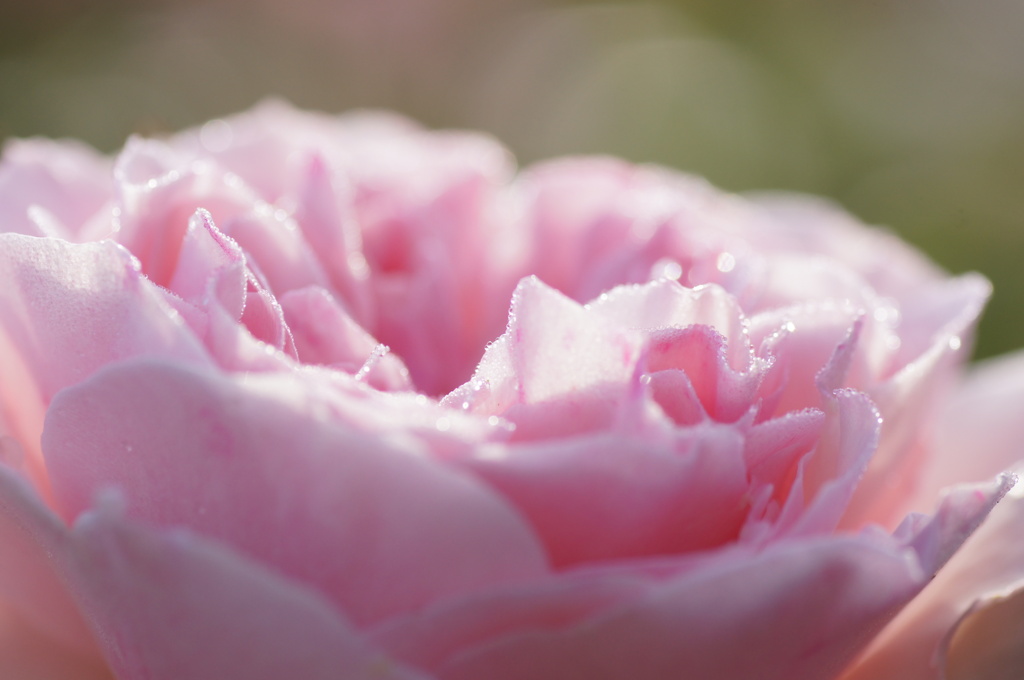朝露に輝く薔薇