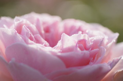 朝露に輝く薔薇