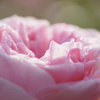 朝露に輝く薔薇