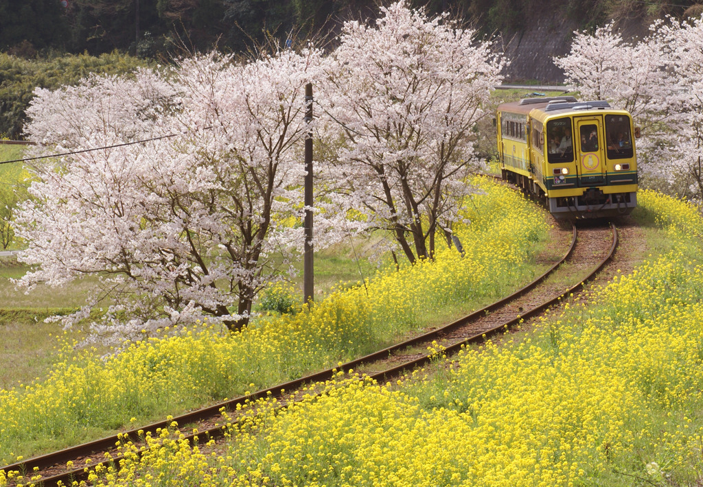 春のいすみ鉄道