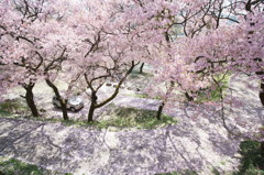 桜色公園