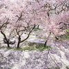 桜色公園