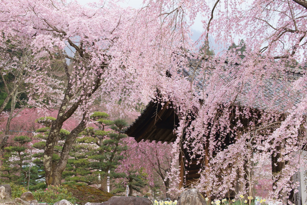 光前寺の桜