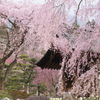 光前寺の桜