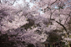 桜雲橋からの眺め