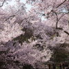 桜雲橋からの眺め