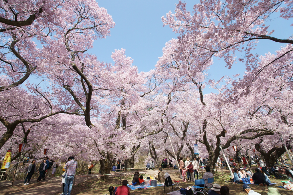 お花見日和