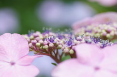 開花！