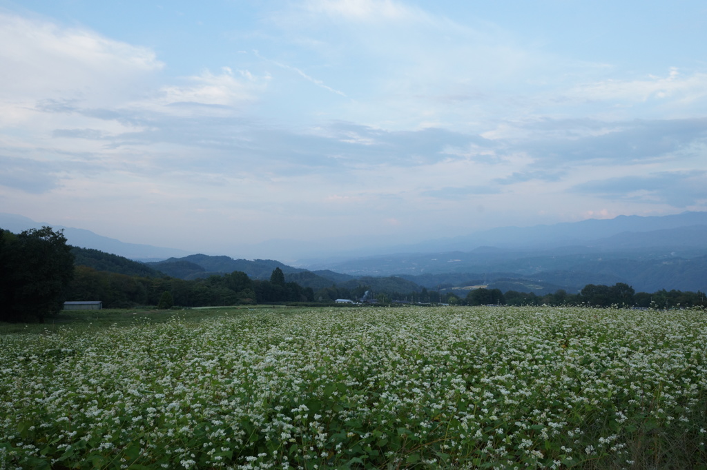 夕暮れの蕎麦畑