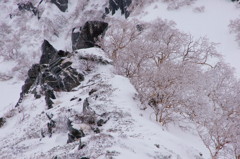 ダケカンバの樹氷