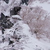 ダケカンバの樹氷