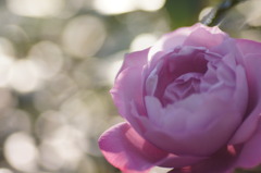 紫の薔薇