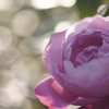 紫の薔薇