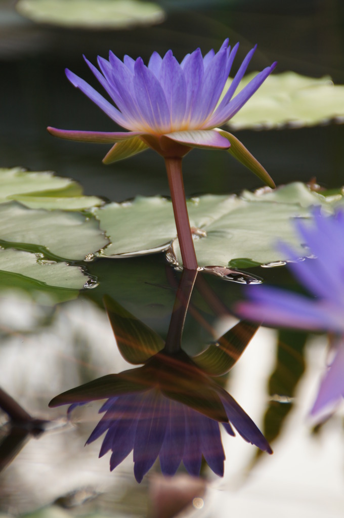 Lotus