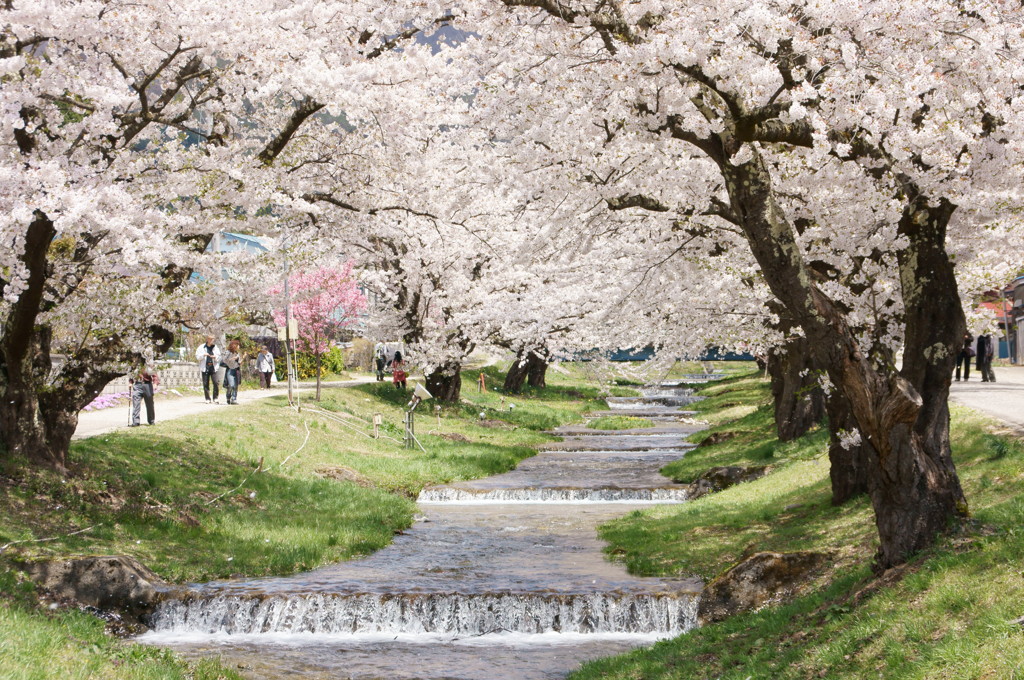 観音寺川の桜並木