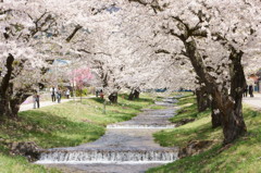 観音寺川の桜並木