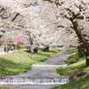 観音寺川の桜並木