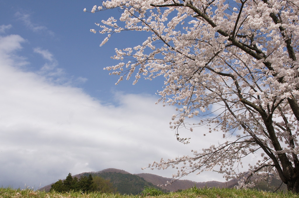 福島の桜