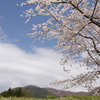 福島の桜