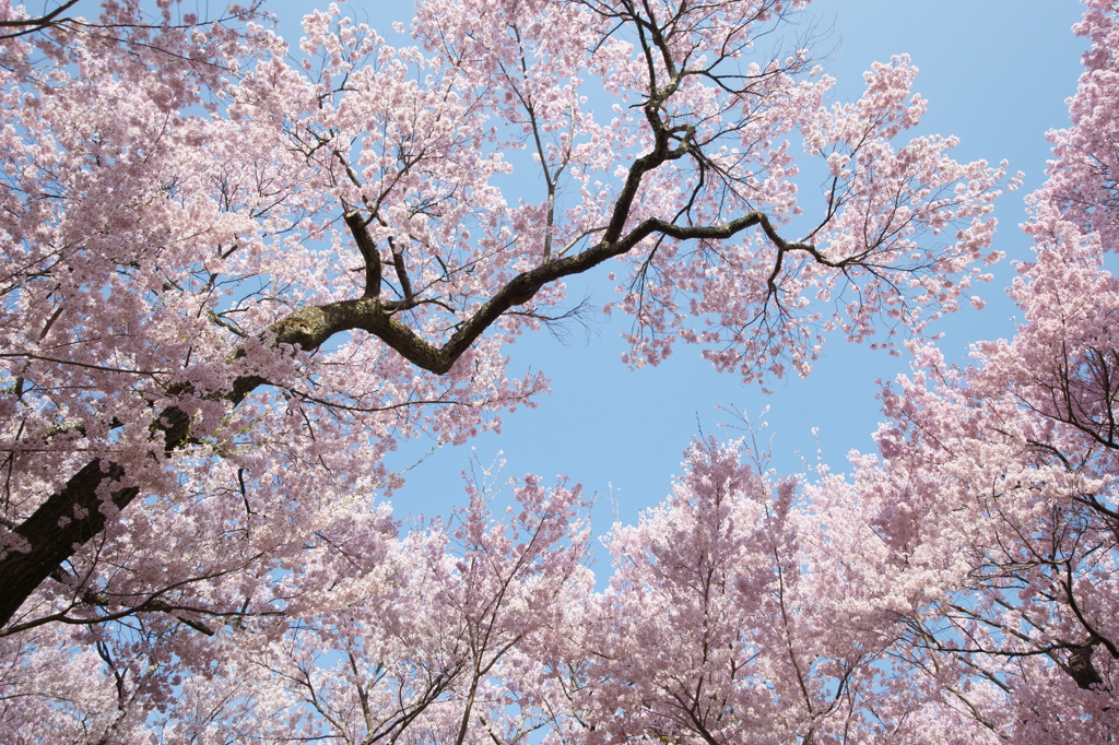 見下ろす桜たち