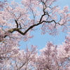 見下ろす桜たち
