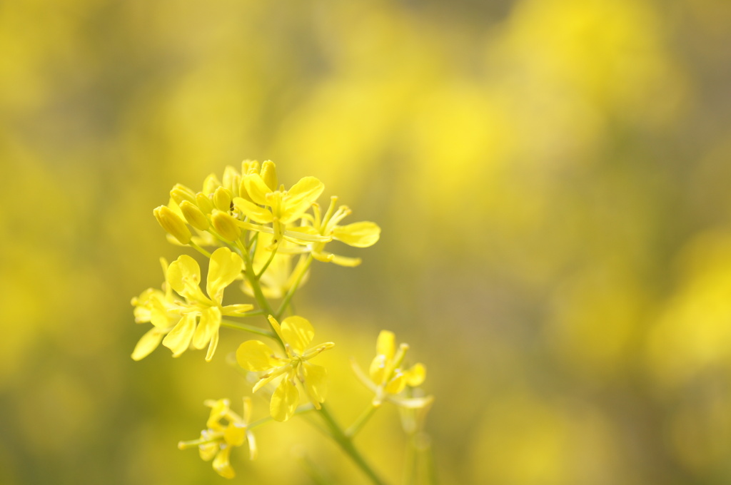 菜の花