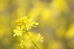 菜の花