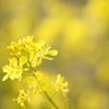 菜の花