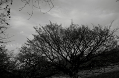 Wasteland