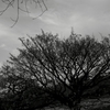 Wasteland