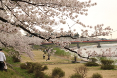 桧内川の桜
