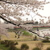 桧内川の桜