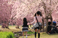 姉妹と枝垂桜と曖昧なピント